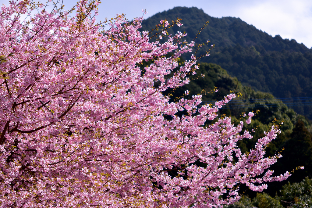 里の春