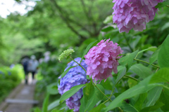 紫陽花の小径