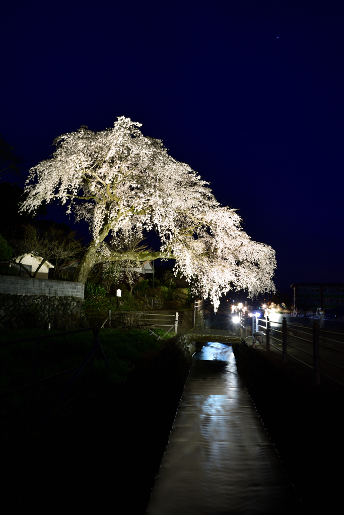 大原のしだれ桜