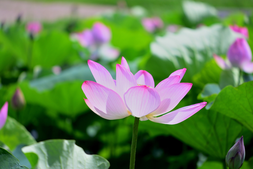ハスのお花畑