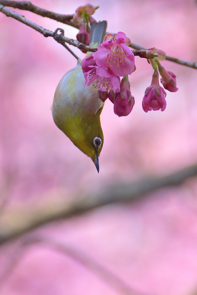 ピンクがいっぱい