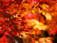 大興善寺の紅葉（２）