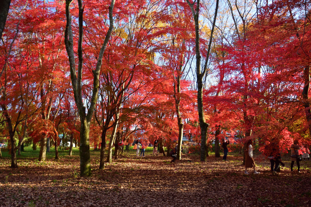 通りすがりの紅葉