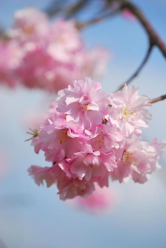 しだれ桜