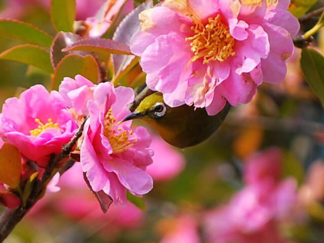 花飾り