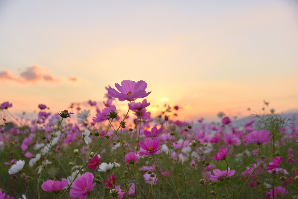 夕暮れコスモス