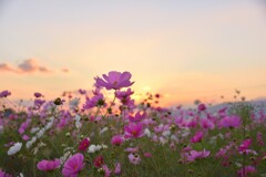 夕暮れコスモス