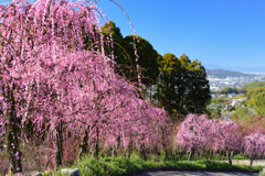 しだれ梅の坂道