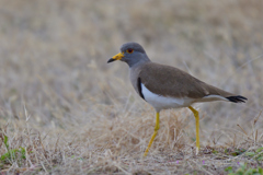 ケリを沢山見た日
