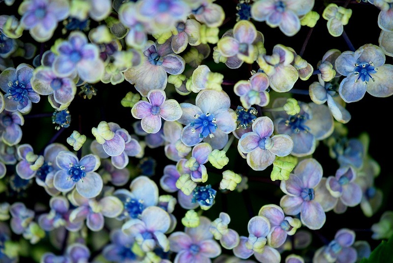 紫陽花　万華鏡