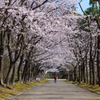 いいちこ日田蒸留所の桜並木
