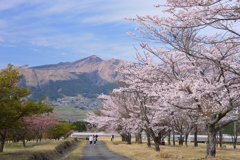 山並と桜
