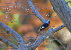 紅葉なごり（２）