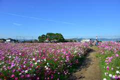 コスモス畑の彼方に