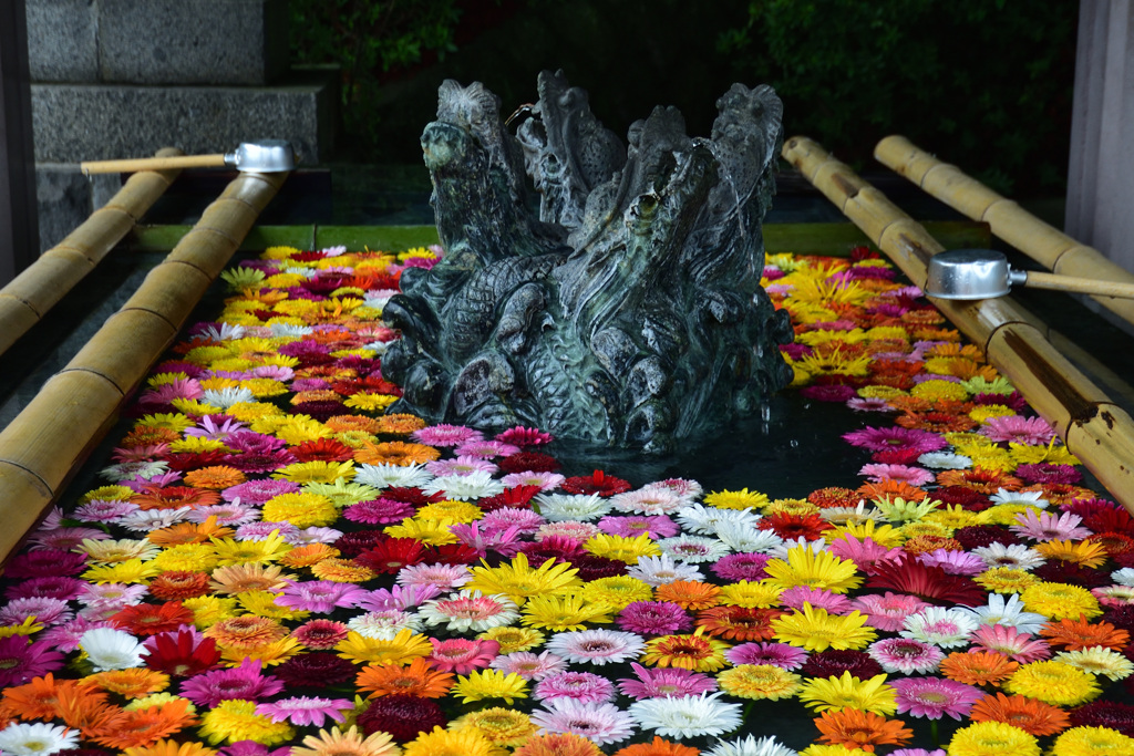 ガーベラの花手水