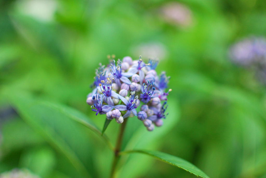 千光寺　紫陽花（4）