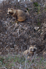 ファインダーに入って来たタヌキ