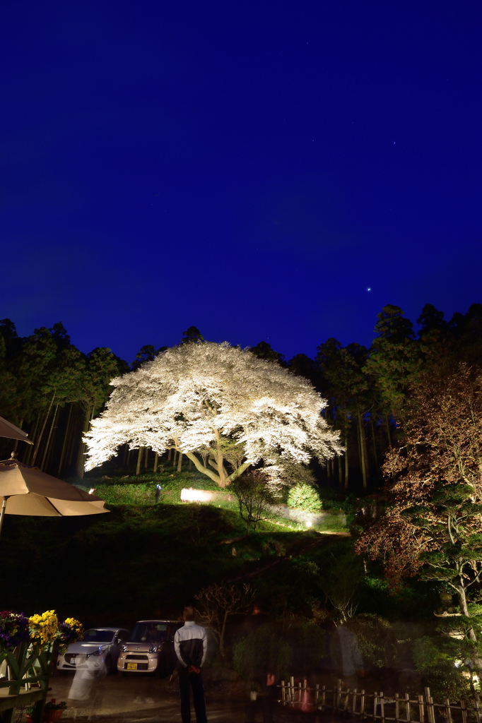 夜桜に酔いしれて