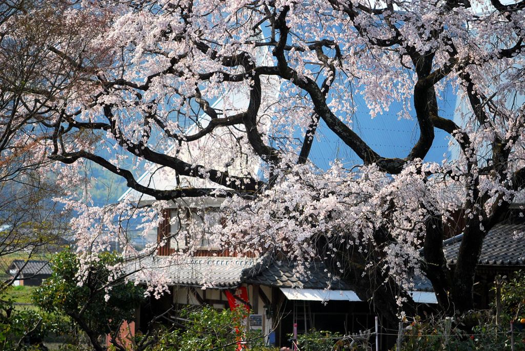 姫しだれ桜　２