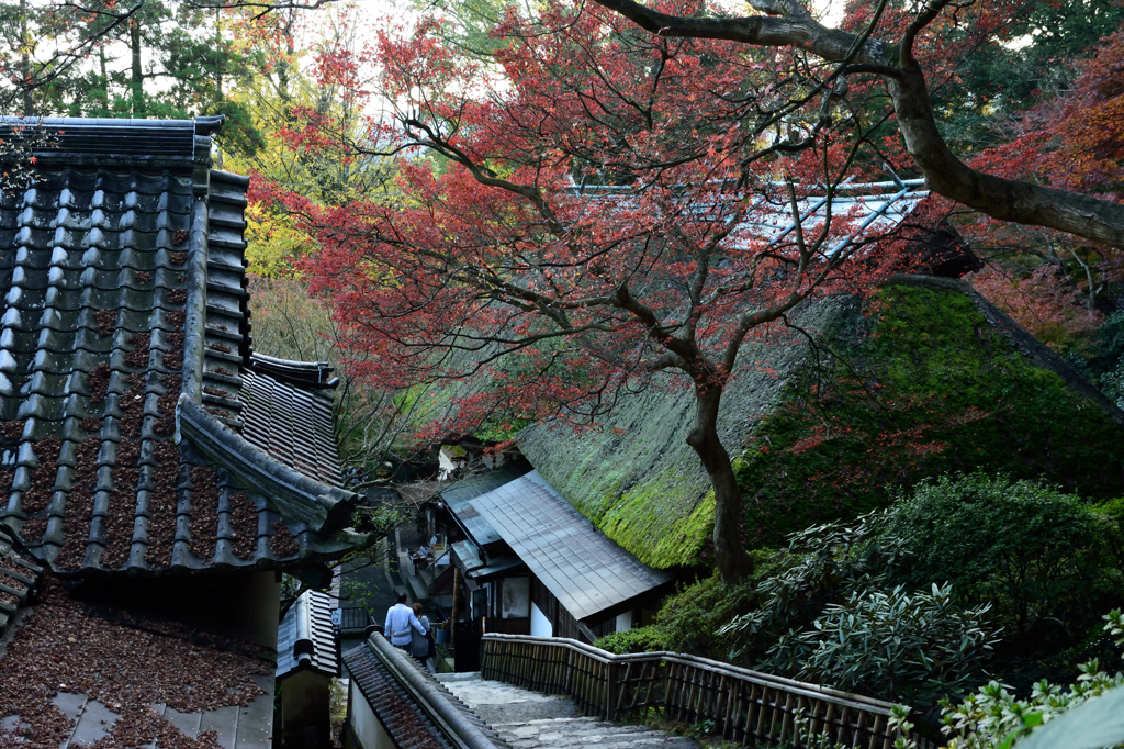 大興善寺の紅葉４