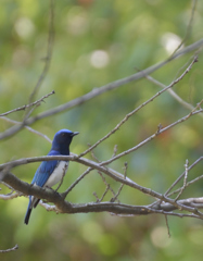 青い鳥