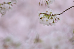 サクラの蜜