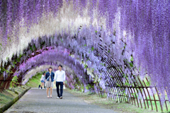 purple Arch