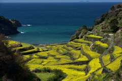 浜野浦の春