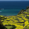 浜野浦の春