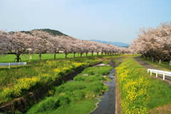 草場川の桜並木