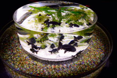 アートな金魚鉢