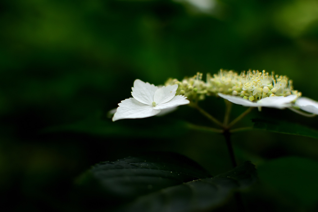 白い山アジサイ