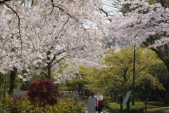 最後の花見