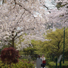 最後の花見