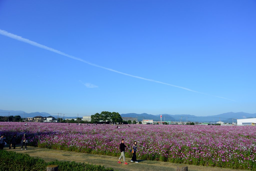 キリンビール工場のコスモス（３）