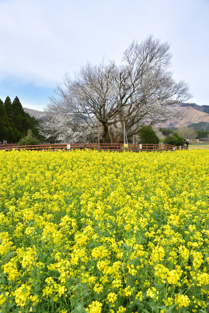 桜だって生きている