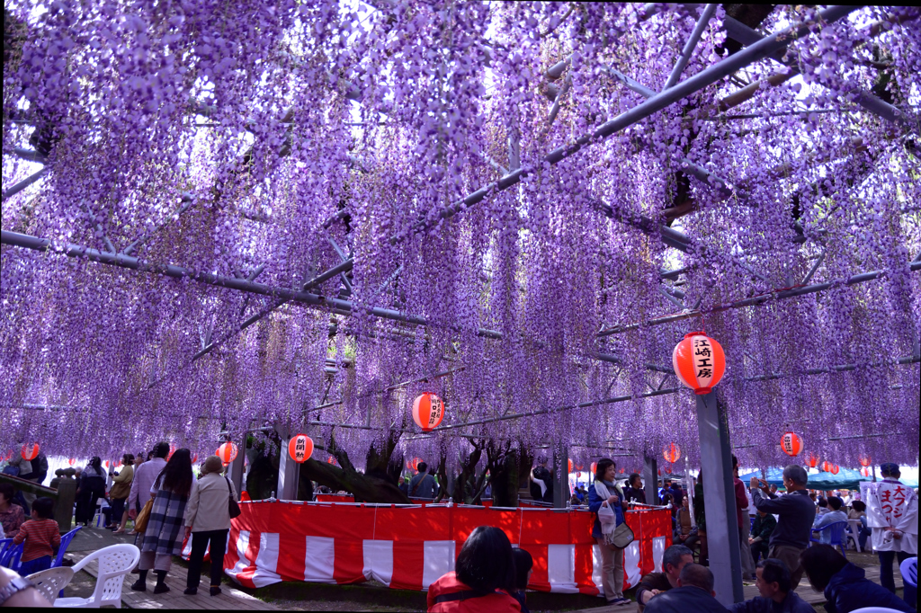 藤の花見
