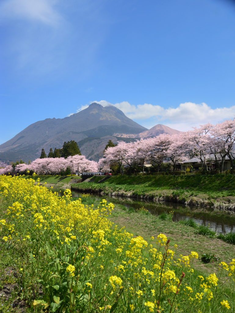 湯布院の春