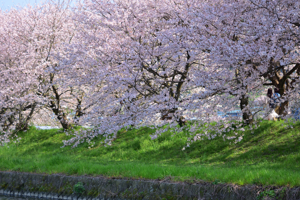 桜並木を歩く