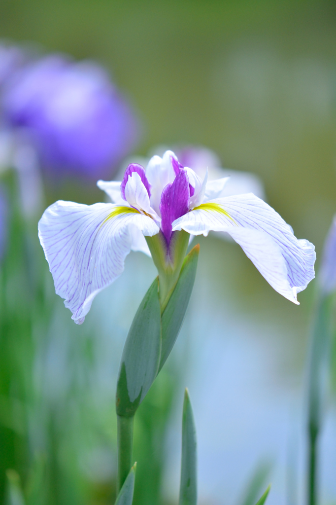 花菖蒲２