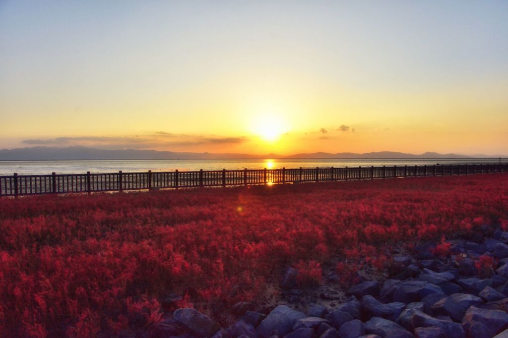 海の紅葉