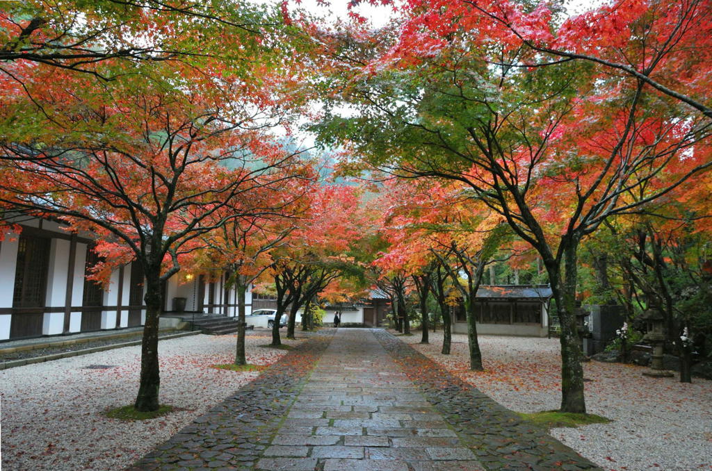 紅葉の参道