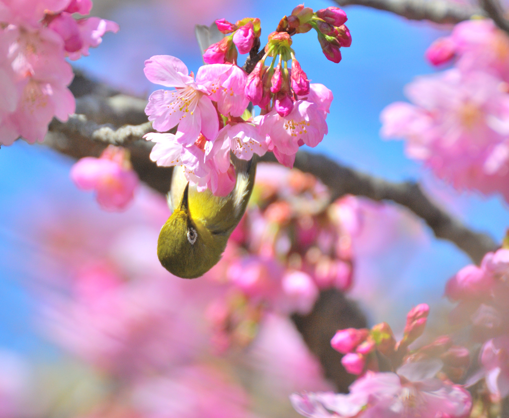 陽光桜とメジロ