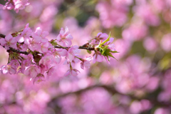 河津桜のピンク色