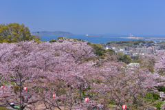 戦場ヶ原公園の桜