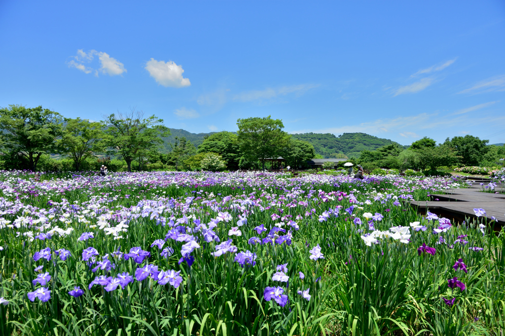 晴天の花菖蒲園