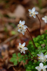 バイカオウレン