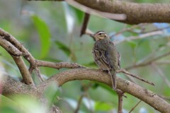 木上のビンズイ