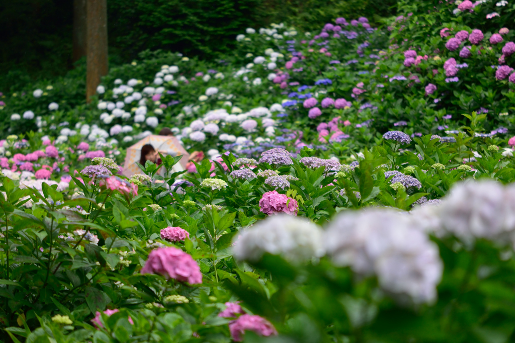 紫陽花に埋もれて