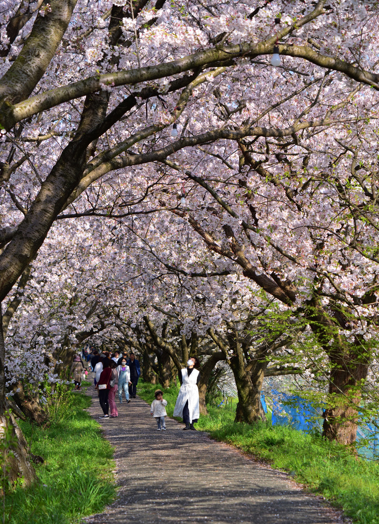 桜のアーチ
